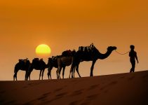 At the Edge of the Desert