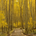 Forest Bathing Explained – The Klubb