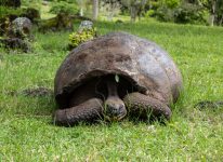 Galapagos Island Hopping Tour for 7 Days with Intrepid Travel –