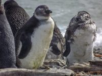Punta Arenas Chile Attractions with Penguins of the Patagonia