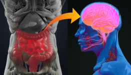 Unlocking the Secrets of Digestive Health for Mental Well-being