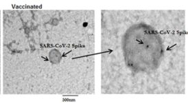 Unraveling the Mysteries of mRNA Vaccine Shedding