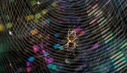 What Dreams About Spiders Mean IRL